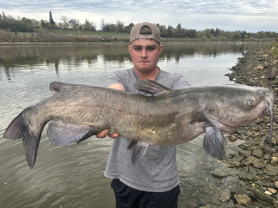 Channel Catfish