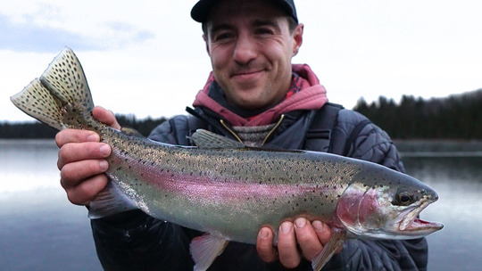 Rainbow Trout