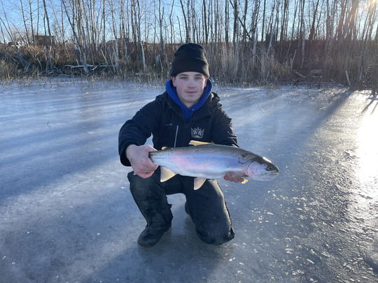 Rainbow Trout