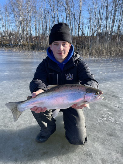 Rainbow Trout