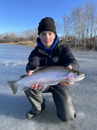 Rainbow Trout