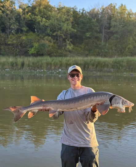 Lake Sturgeon