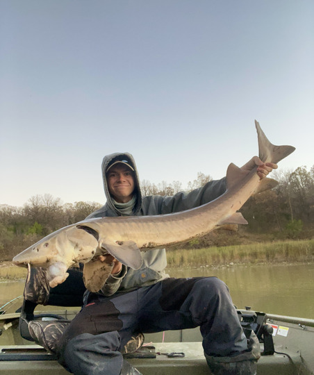 Lake Sturgeon