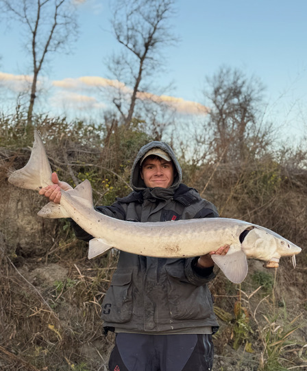 Lake Sturgeon