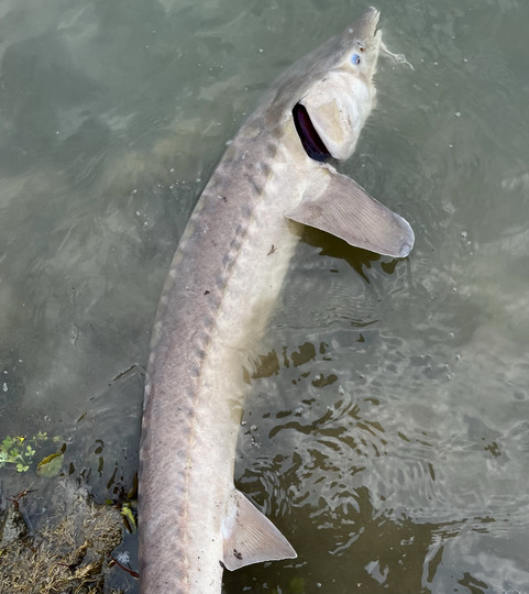 Lake Sturgeon