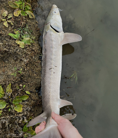 Lake Sturgeon