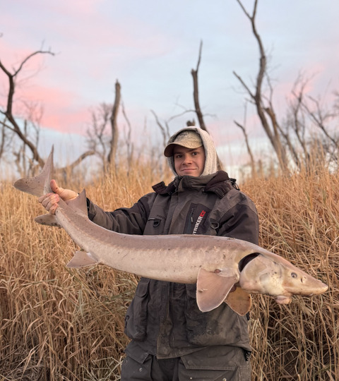 Lake Sturgeon