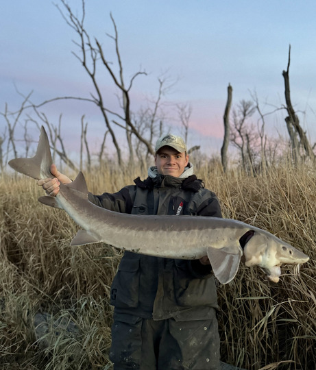 Lake Sturgeon