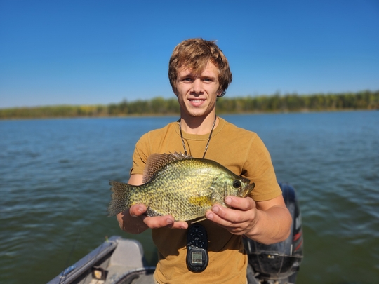 Black Crappie
