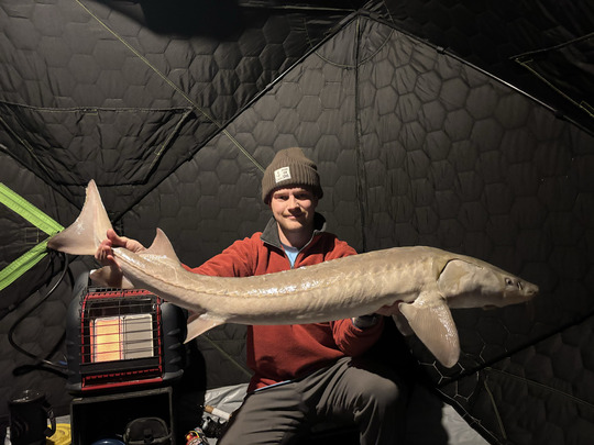 Lake Sturgeon