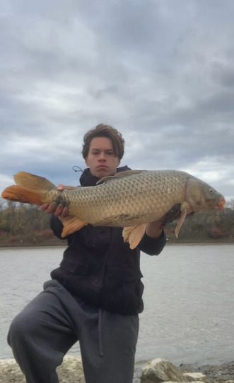 Common Carp