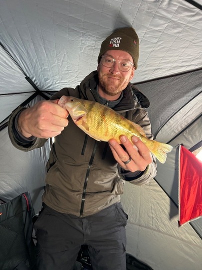 Yellow Perch