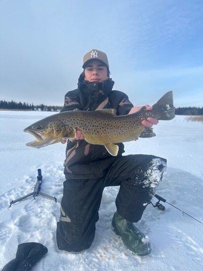 Brown Trout