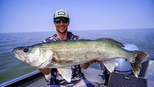 Walleye