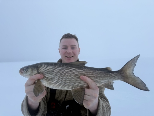 Lake Whitefish