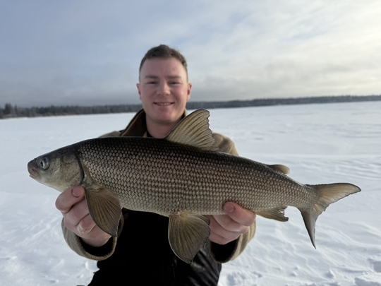 Lake Whitefish