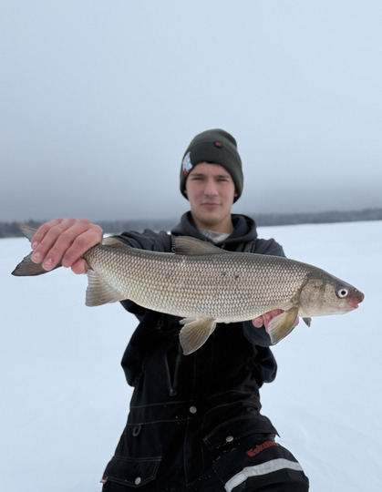 Lake Whitefish