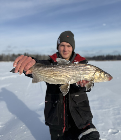 Lake Whitefish