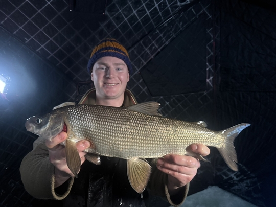 Lake Whitefish