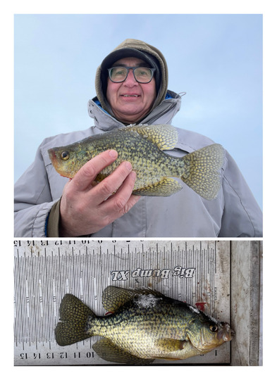 Black Crappie