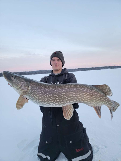 Northern Pike