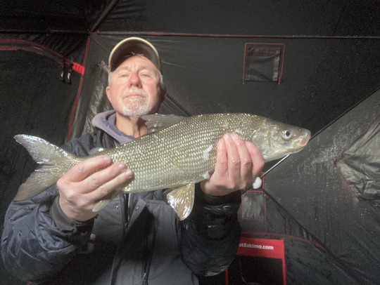 Lake Whitefish