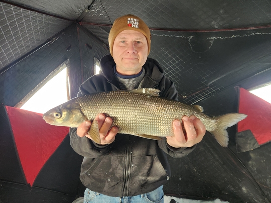 Lake Whitefish