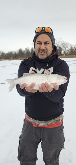 Goldeye