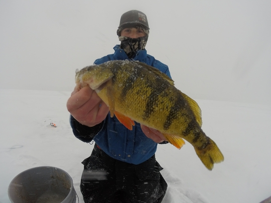 Yellow Perch