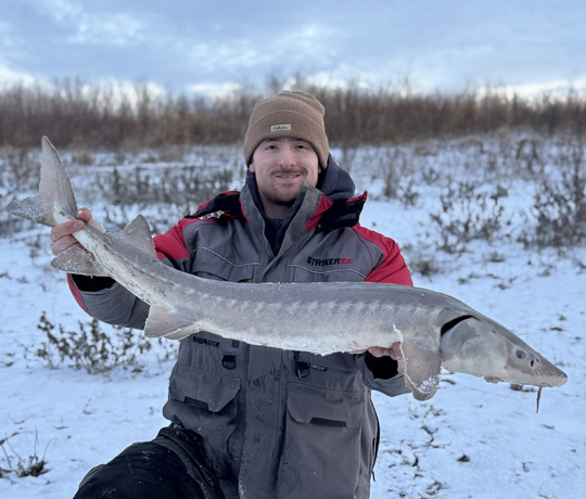 Lake Sturgeon