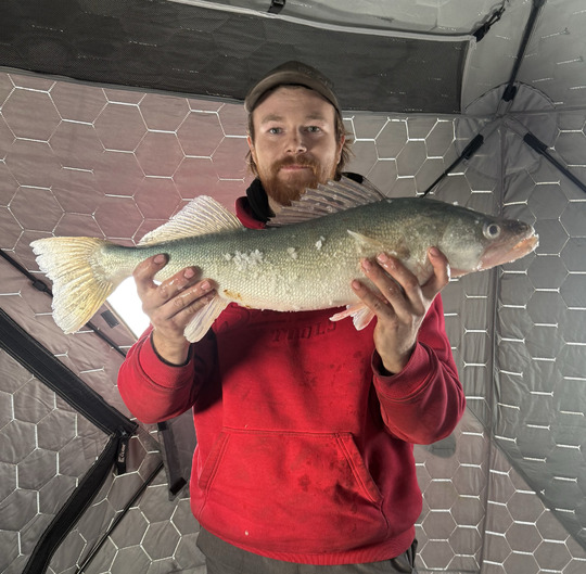 Walleye