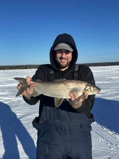 Lake Whitefish