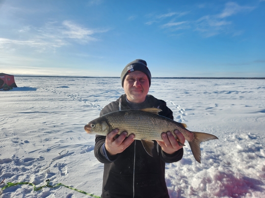 Lake Whitefish