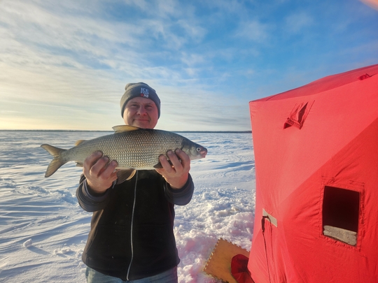 Lake Whitefish