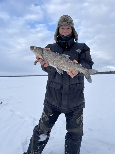 Lake Whitefish
