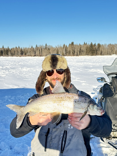 Lake Whitefish