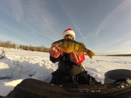 Yellow Perch