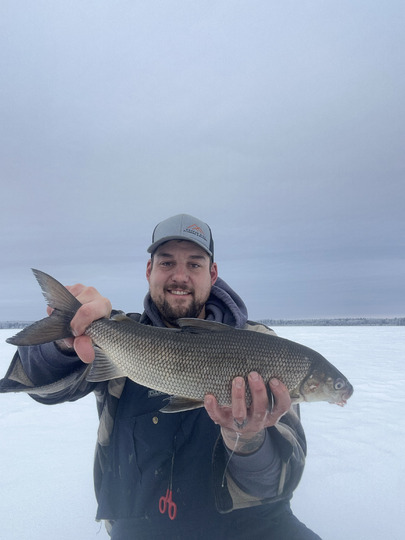 Lake Whitefish