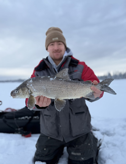 Lake Whitefish