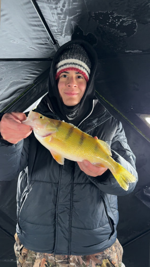 Yellow Perch