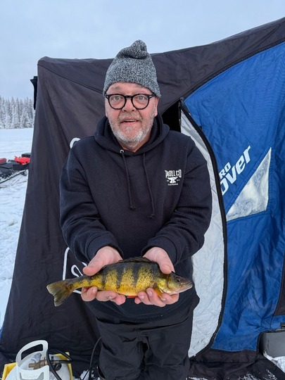 Yellow Perch
