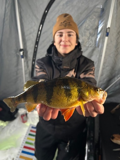 Yellow Perch