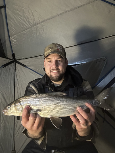 Lake Whitefish