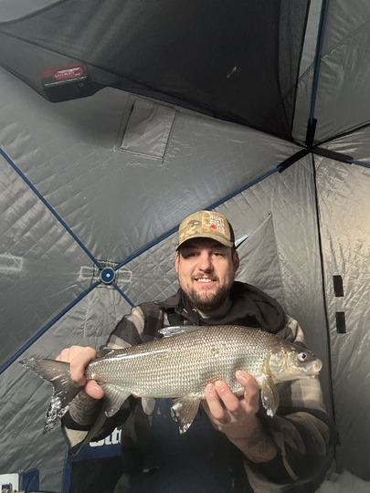 Lake Whitefish