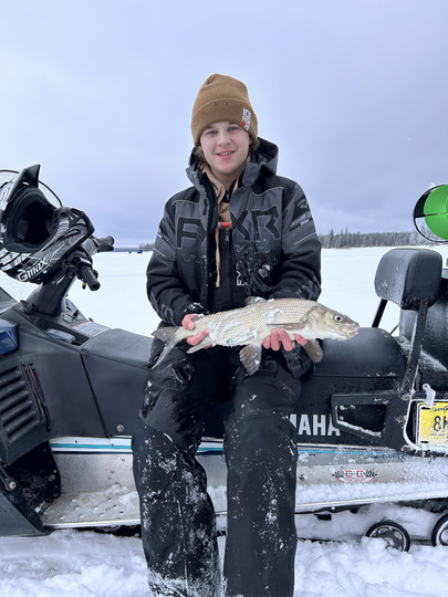 Lake Whitefish