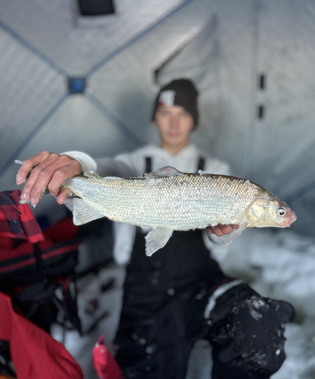 Lake Whitefish