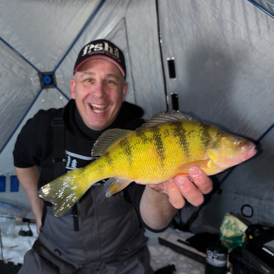 Yellow Perch