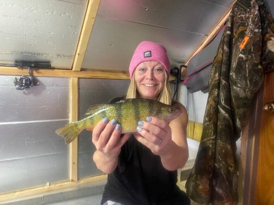 Yellow Perch