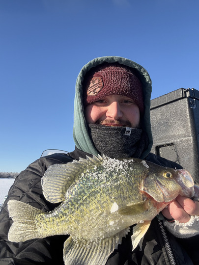 Black Crappie
