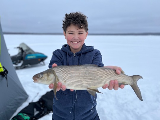 Lake Whitefish